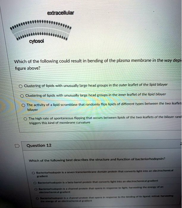 Extracellular Cytosol Which Of The Following Could Result In Bending Of