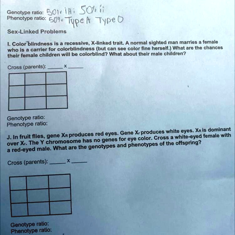 Genotype Ratio IH Ii Phenotype Ratio Type A Type O Sex Linked Problems Color