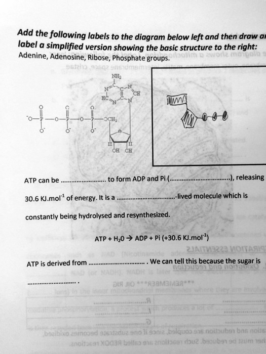 Solved Add The Following Labels To The Diagram Below Left And Then