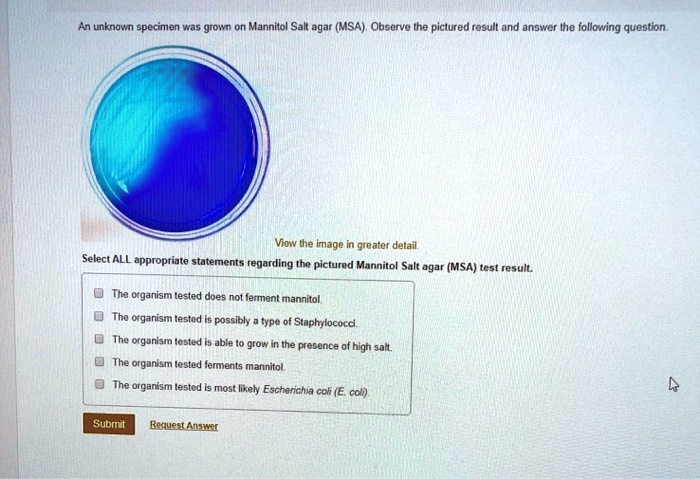 Solved An Unknown Specimen Was Drawn Mannitol Salt Agar Msa Observe