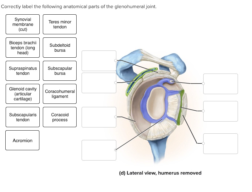 Solved Correctly Label The Following Anatomical Parts Of The Glenohumeral Joint Synovial