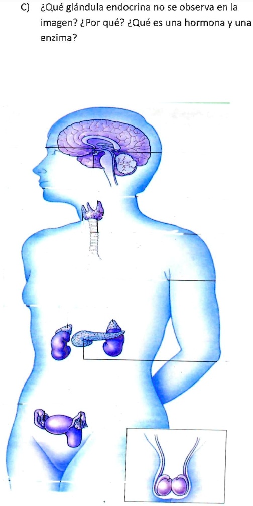 Solved Ayudaaas Porfa O Repito C Qu Gl Ndula Endocrina No Se