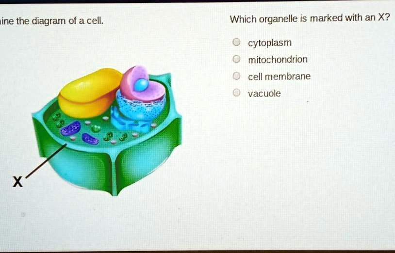 SOLVED Examine The Diagram Of The Cell Which Or General Is Marked