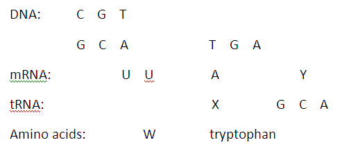 Solved The Diagram Above Represents A Portion Of A Dna Molecule And