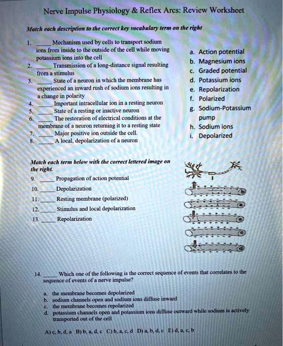 Solved Text Nerve Impulse Physiology Reflex Arcs Review Worksheet