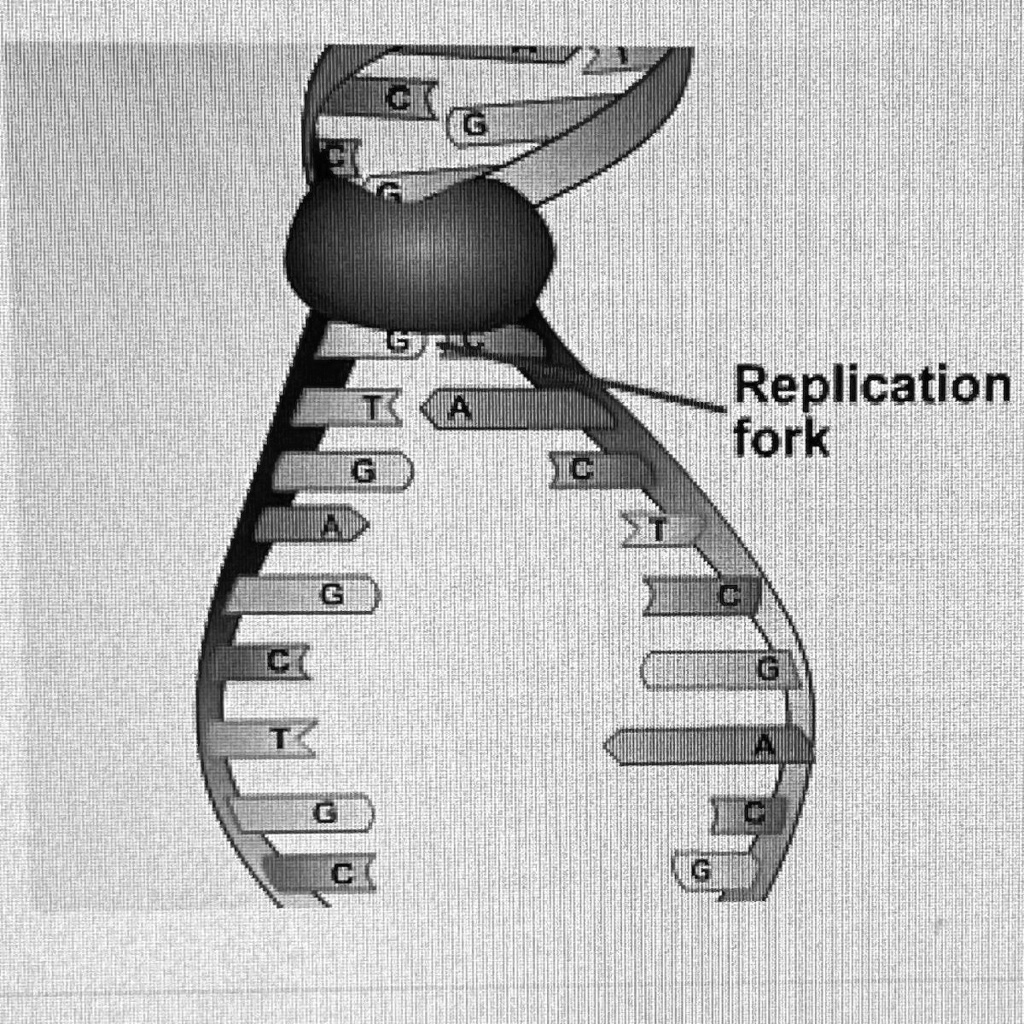 Solved The Image Below Shows One Of The Earliest Stages Of Dna