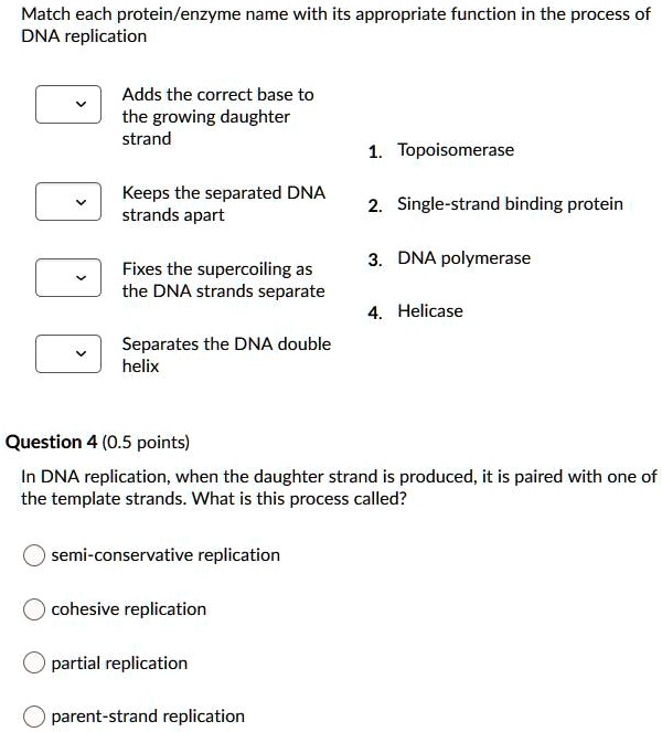 SOLVED Match Each Protein Enzyme Name With Its Appropriate Function In