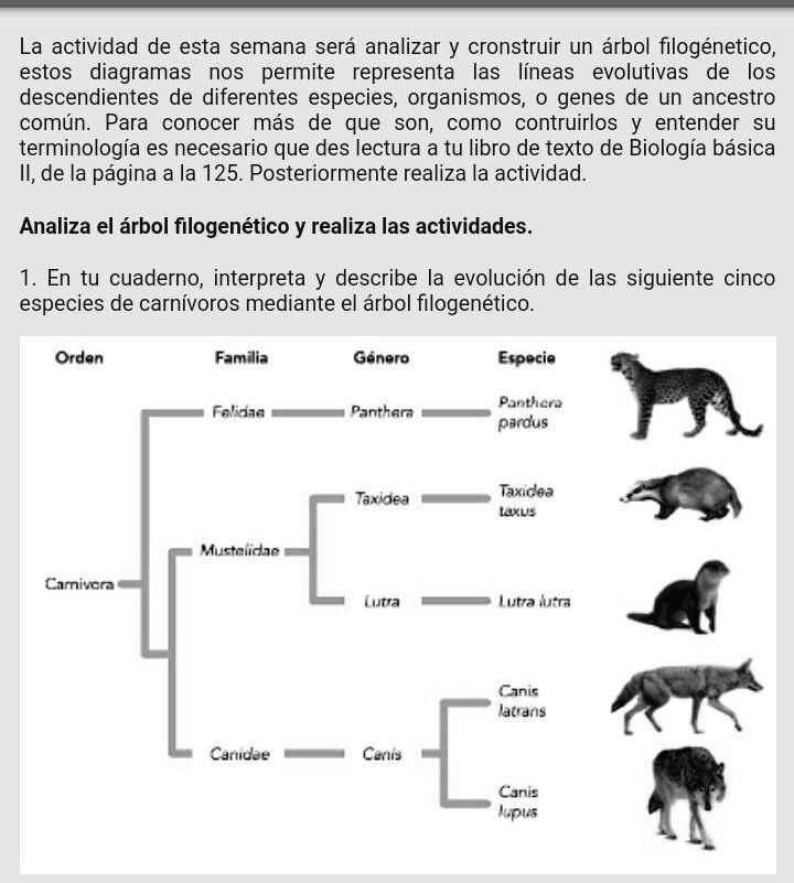 SOLVED Analiza el árbol filogenético y realiza las actividades 1 En