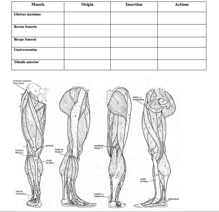 Solved Muscle Origin Insertion Actions Gluteus Maximus Rectus Femoris