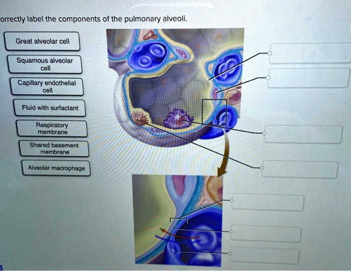 Solved Correctly Label The Components Of The Pulmonary Alveoli