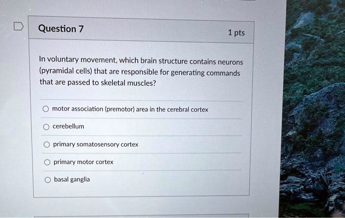 Solved Question Pts Voluntary Movement Which Brain Structure