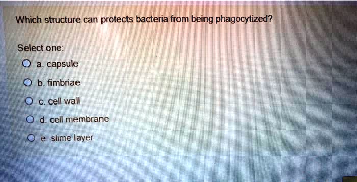 SOLVED Which Structure Can Protects Bacteria From Being Phagocytized Select One Capsule B