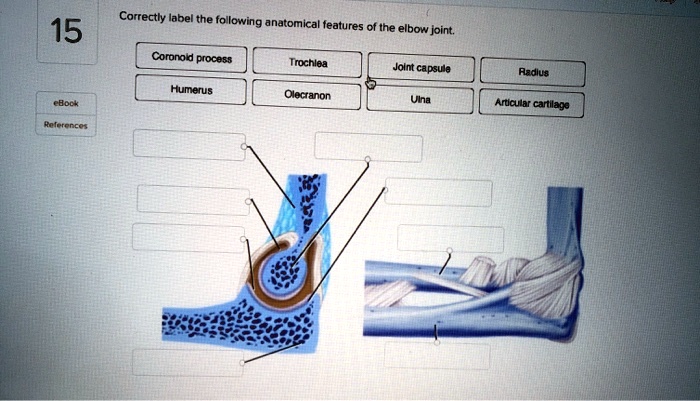 Solved Correctly Label The Following Anatomical Features Of The