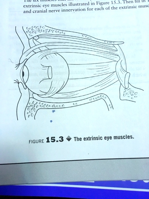 SOLVED The Extrinsic Eye Muscles Are Illustrated In Figure 15 3 Then