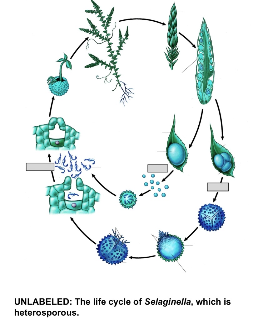 SOLVED UNLABELED The Life Cycle Of Selaginella Which Is Heterosporous