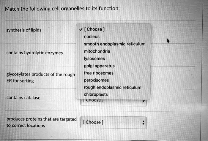 SOLVED Match The Following Cell Organelles To Its Function Synthesis