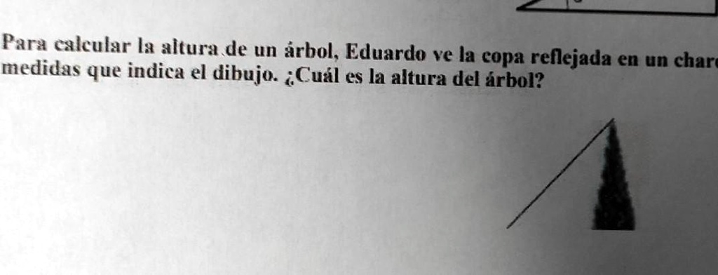 SOLVED 19 Para calcular la altura de un árbol Eduardo ve la copa