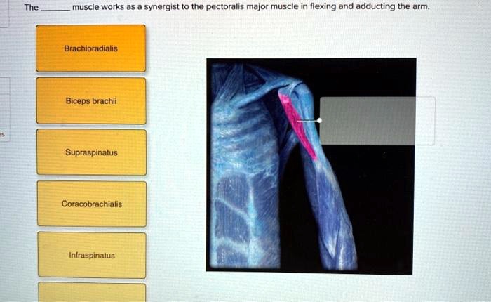 The Muscle Works As A Synergist To The Pectoralis Major Muscle In