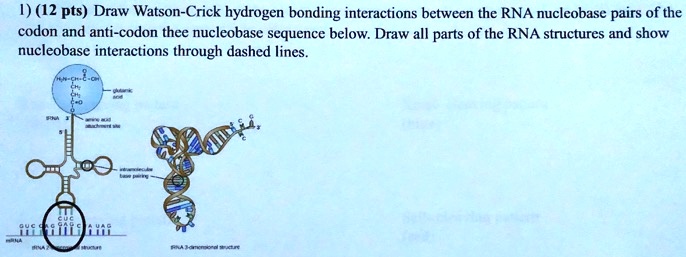 Solved Pts Draw Watson Crick Hydrogen Bonding Interactions