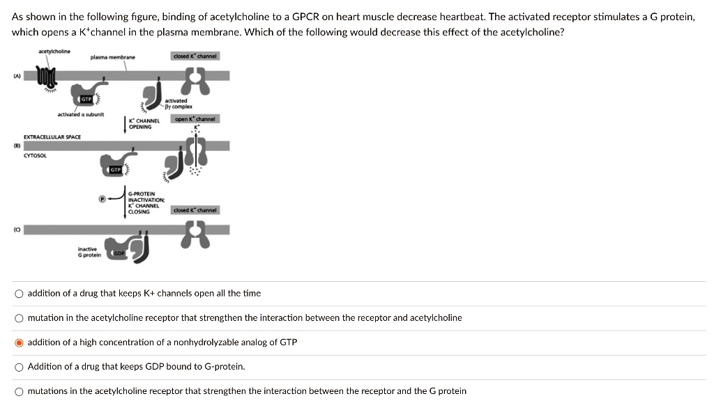 Solved As Shown In The Following Figure Binding Of Acetylcholine To