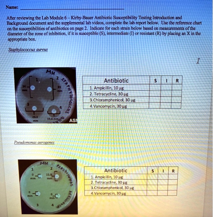 After Reviewing The Lab Module 6 Kirby Bauer Antibiotic Susceptibility