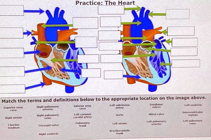 SOLVED Text Practice The Heart Match The Terms And Definitions Below