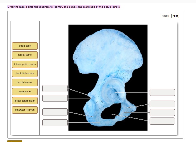 Solved Drag The Labels Onto The Diagram To Identify The Bones And Markings Of The Pelvic Girdle