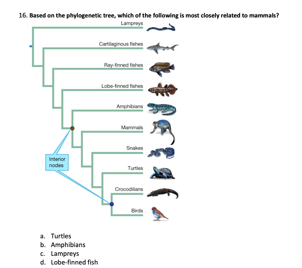 SOLVED 16 Based On The Phylogenetic Tree Which Of The Following Is