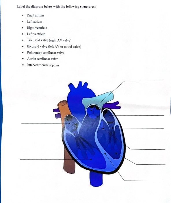 SOLVED Label The Diagram With The Following Structure Right Atrium