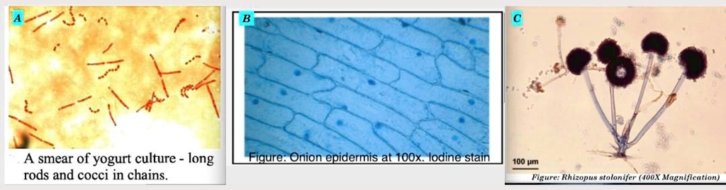 SOLVED A Smear Of Yogurt Culture Long Rods And Cocci In Chains Figure