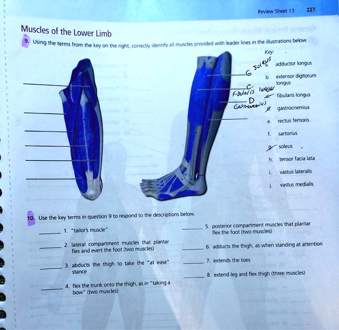 SOLVED Review Sheet 13 Quesrions 9 10 Muscles Of The Lower Limb