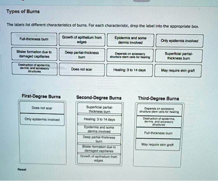 Solved Types Of Burns The Labels List Different Characteristics Of