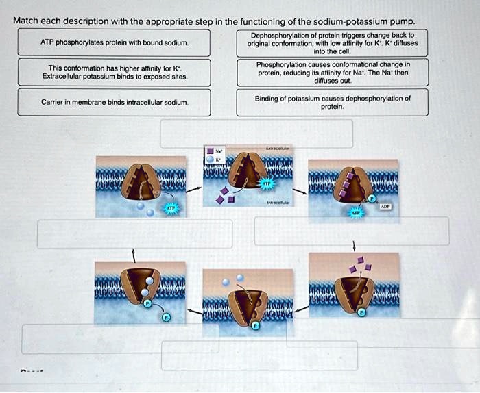 SOLVED Match Each Description With The Appropriate Step In The