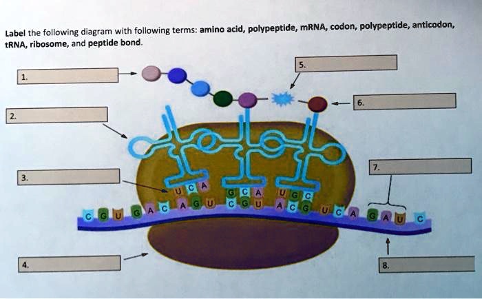 Label The Following Diagram With Following Terms Amino Acid