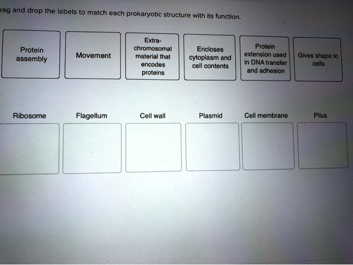 Solved Rag And Drop The Labels To Match Each Prokaryotic Structure