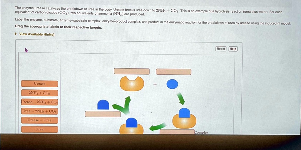 Solved The Enzyme Urease Catalyzes The Breakdown Of Urea In The Body