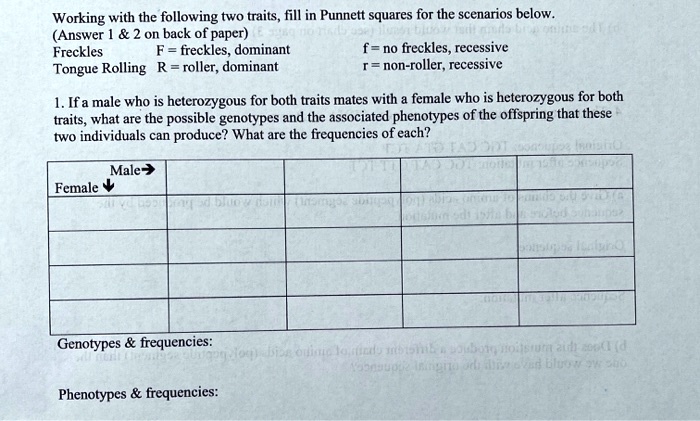 SOLVED Working With The Following Two Traits Fill In Punnett Squares