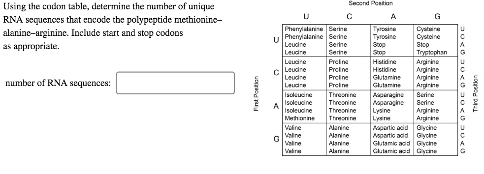 Solved Using The Codon Table Determine The Number Of Unique Rna