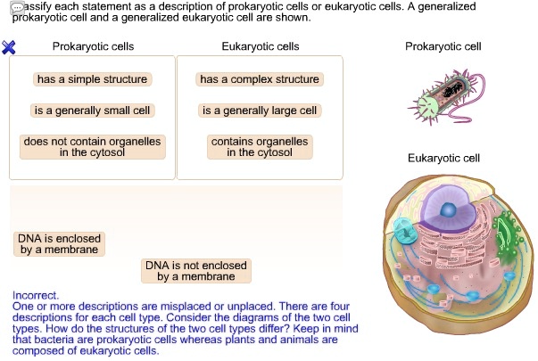 SOLVED Zassify Each Statement As Description Of Prokaryotic Cells Or