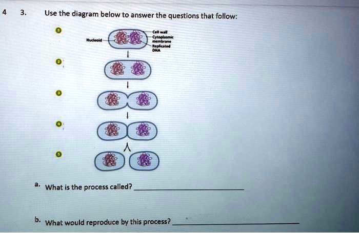 SOLVED Use The Diagram Below To Answer The Questions That Follow What