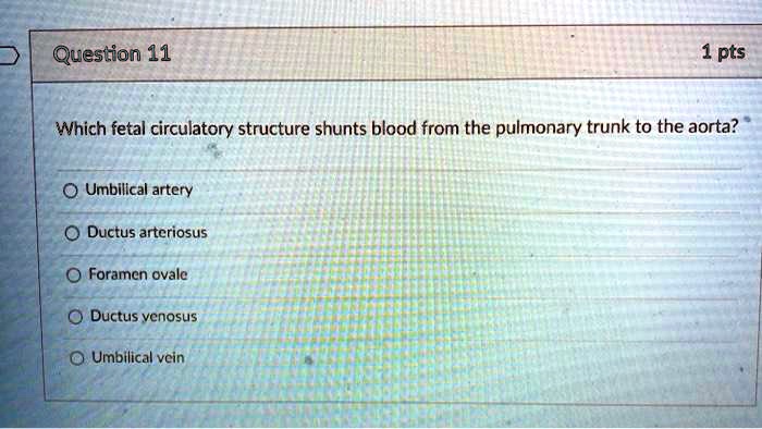 Solved Which Fetal Circulatory Structure Shunts Blood From The