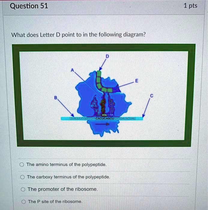 SOLVED Question 51 Pts What Does Letter D Point To In The Following