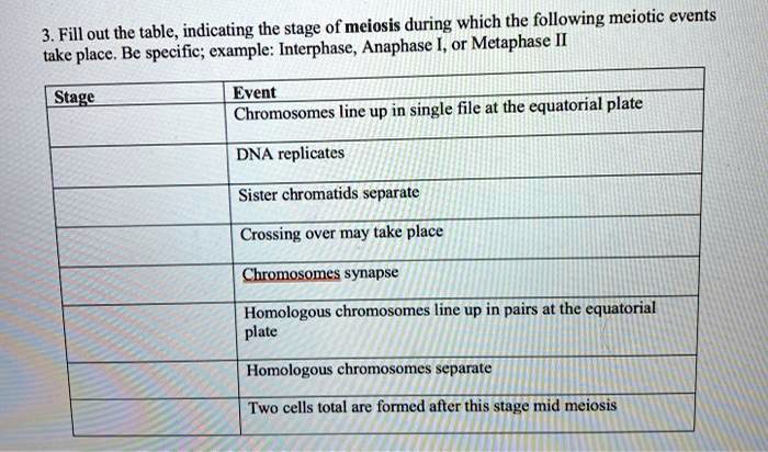 SOLVED 3 Fill Out The Table Indicating The Stage Of Meiosis During