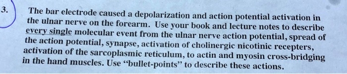 SOLVED The Bar Electrode Caused A Depolarization And Action Potential