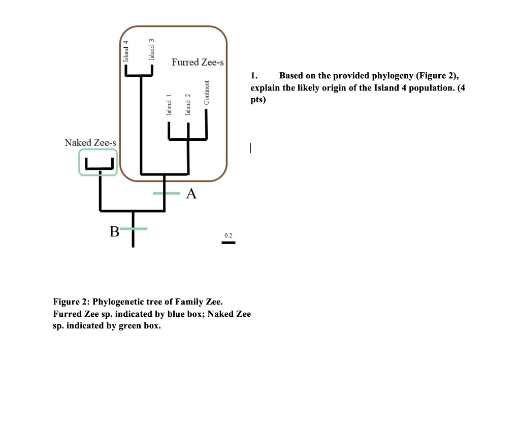 SOLVED Island Furred Zee S Island Based On The Provided Phylogeny