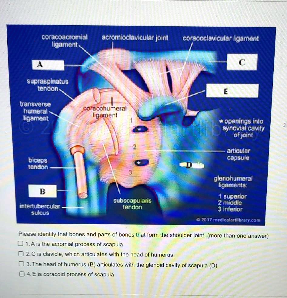 Solved Coracoacromial Ligament Acromioclavicular Joint