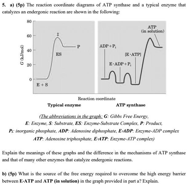 Solved Sp The Reaction Coordinate Diagrams Of Atp Synthase And