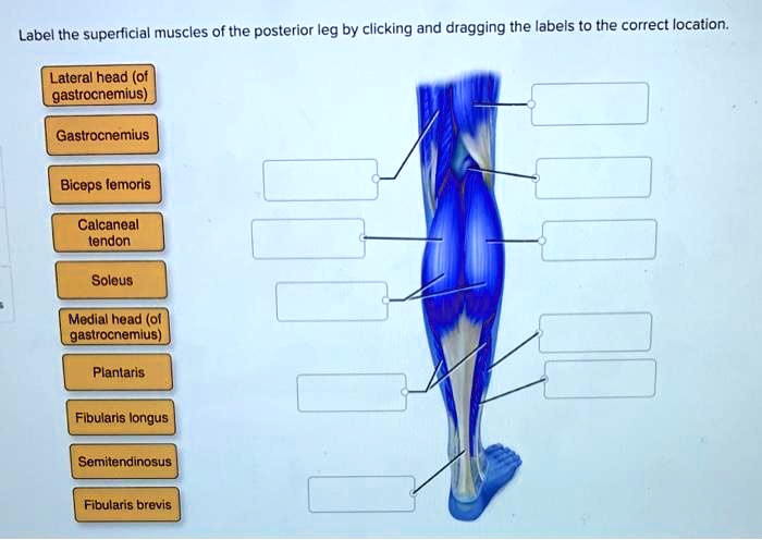 Solved Label The Superficial Muscles Of The Posterior Leg By Clicking