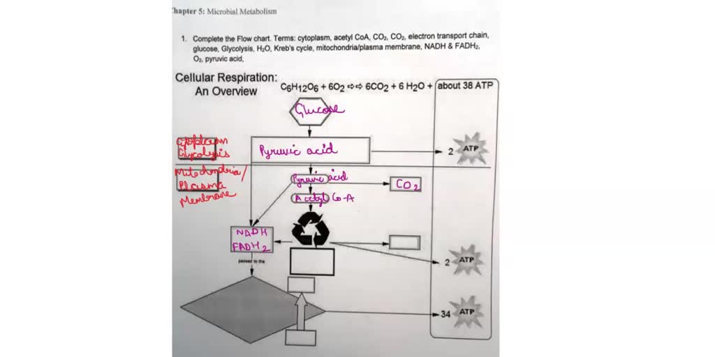 Solved Assignment Biol Chapter Microbial Metabolism Complete