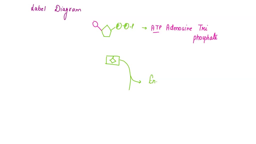 Solved Label The Appropriate Images In The Atp Cycle Endergonic